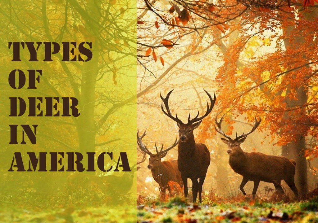 Types of Deer in America