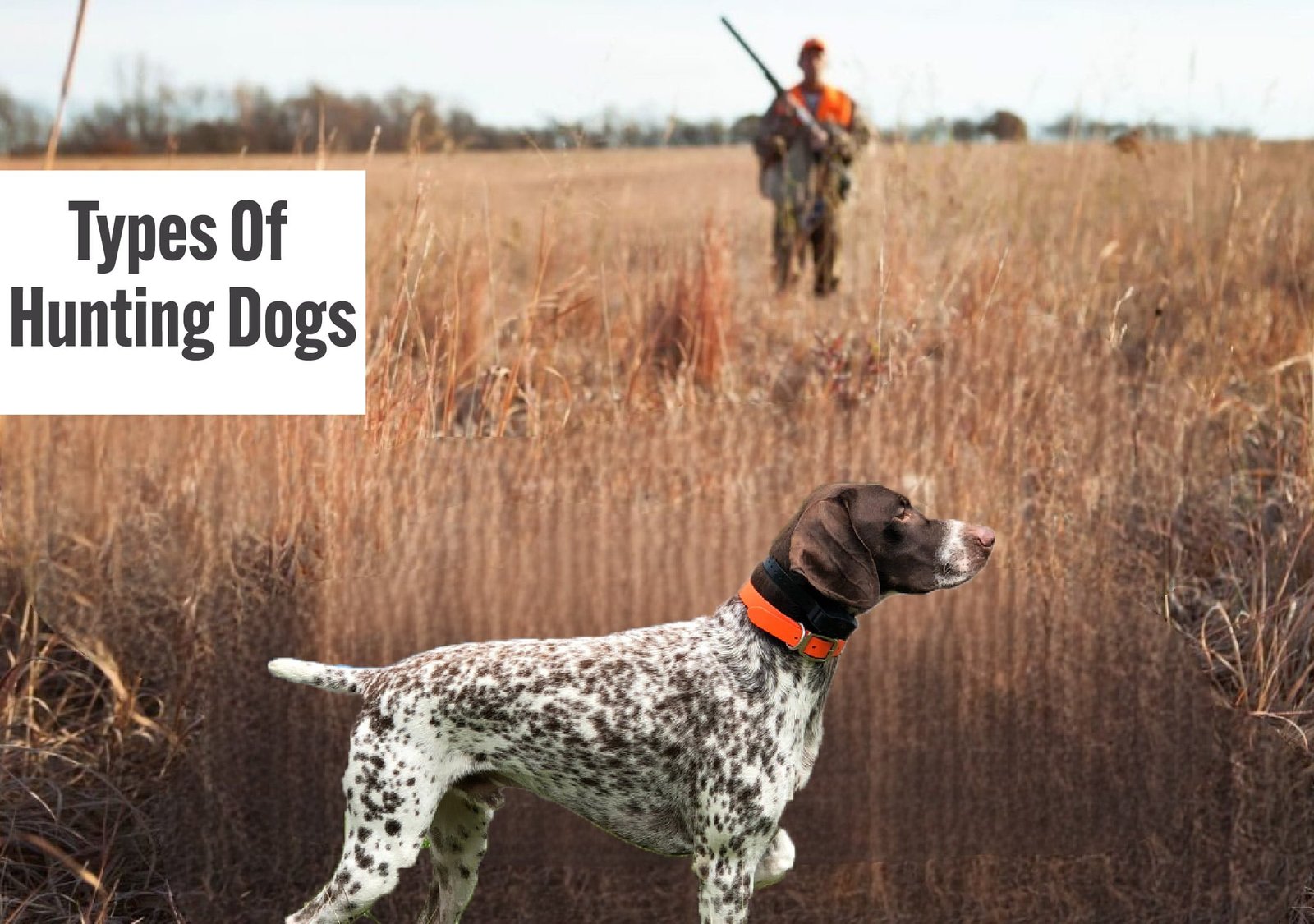Bear Hunter Dog Breeds: Canine Companions for the Brave and Daring
